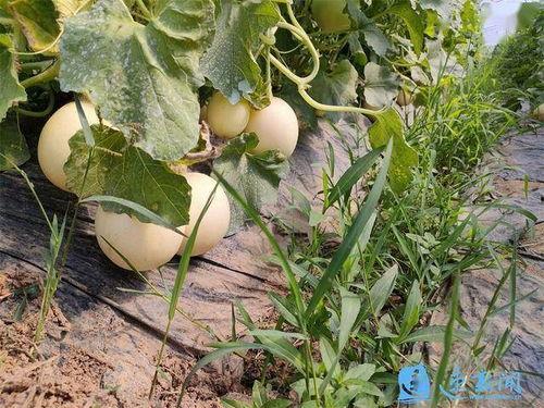 同心县吃瓜,探寻当地特色美食之旅