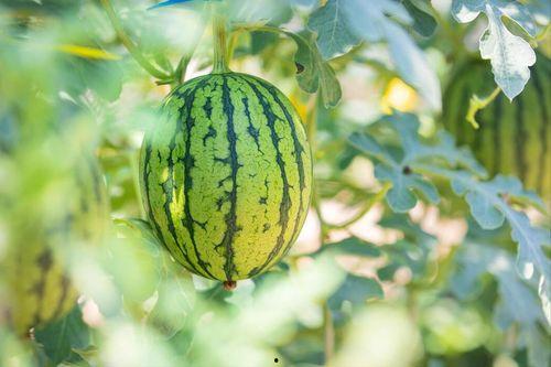 在哪里吃瓜最好