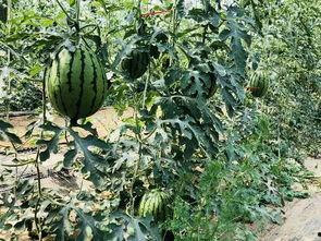 斯利尔城吃瓜,一场吃瓜盛宴背后的故事