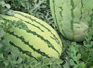 新疆火焰瓜怎么吃,新疆火焰瓜的多彩食法探索