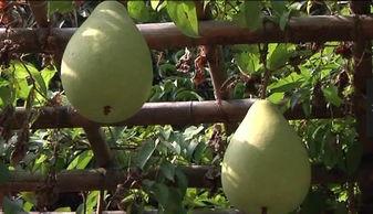 风陵吃瓜,揭秘历史风云中的民间视角